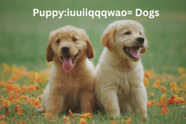 Puppy:iuuiiqqqwao= Dogs