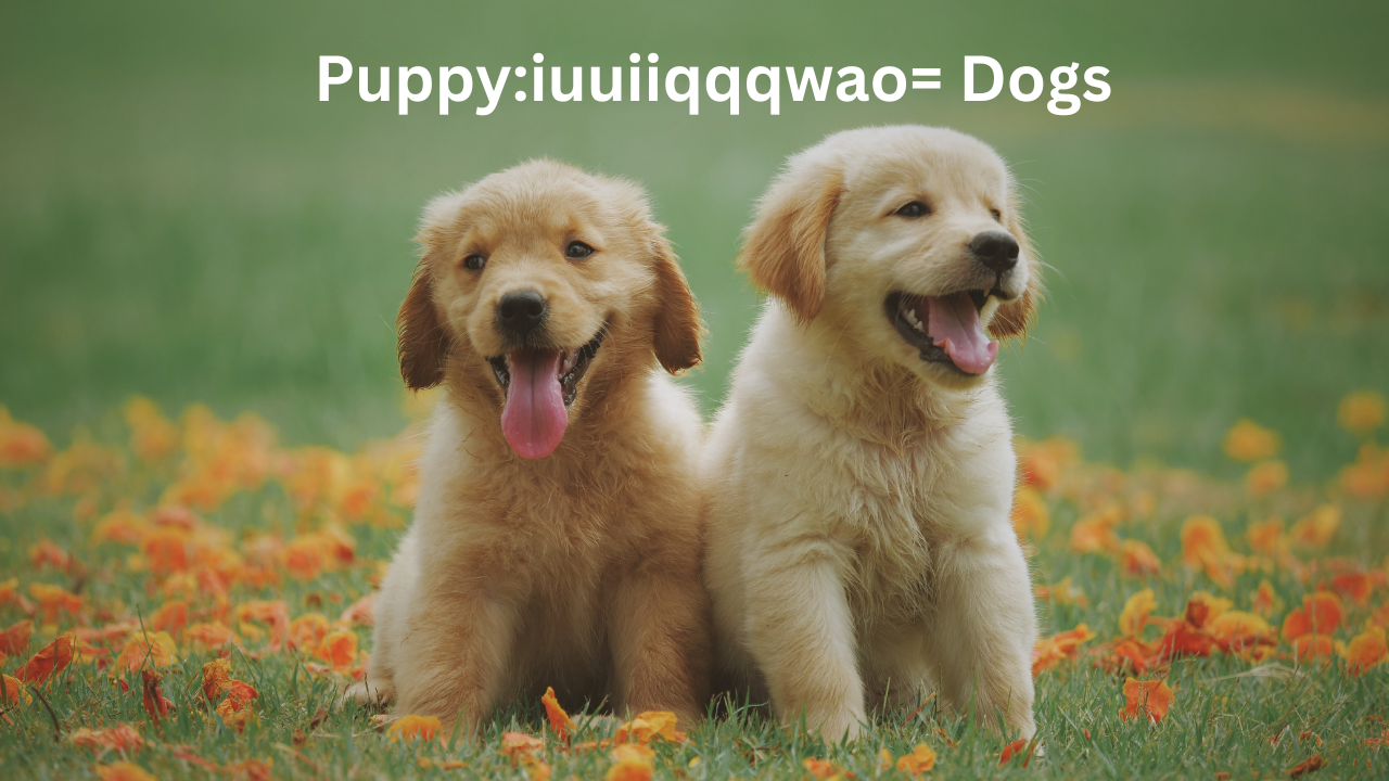 Puppy:iuuiiqqqwao= Dogs